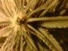 IMG00176-20101029-1356.jpg