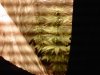 IMG00170-20101029-1349.jpg