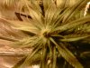 IMG00175-20101029-1356.jpg