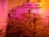 Oct31-Day16F 4.jpg