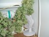 Outdoor Medijuana Harvest 002.jpg