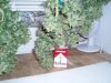 Outdoor Medijuana Harvest 003.jpg