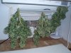 Outdoor Medijuana Harvest 001.jpg