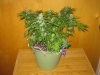 Day 80 - Plant 1.jpg