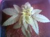 leafpic1.jpg
