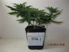 4th Grow2 - OG1.JPG