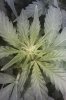 IMAG0238.jpg