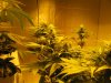 flowering different stages 006.jpg