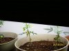 mid pot 11.05.10 (2 plants).JPG
