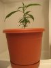 Grow 2010 002.jpg