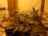 Day 40, Flowering Day 15 Blueberry Gum 2.jpg