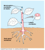 meristems.gif