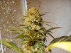 mj grow 10-19.5-10 022.jpg