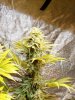 mj grow 10-19.5-10 013.jpg