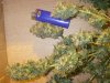 Jack Herer Harvest (12).jpg