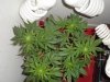 Star%202%20weeks%20into%20flowering.jpg