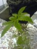 DSC00447.jpg