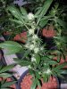 start of week 3 flower 009.jpg