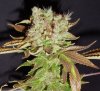 Nov. Bud of the Month Best 5.jpg