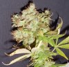 Nov. Bud of the Month 019.jpg