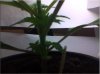 plant C 2.jpg
