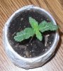 First plant.jpg