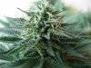 4th Grow5g.JPG