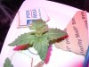 DSCN0457.jpg