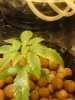 DSC00453.jpg
