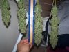 harvest 075.jpg