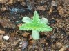 new grow 070.jpg