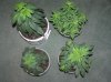 1st grow stage 2 029.jpg