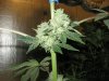 Puff my dog and others 011.jpg