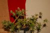 DSC_5317.JPG