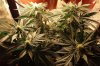 wholeplant_flowerweek3.jpg
