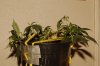 DSC_5362.JPG