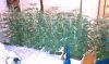 IMAG0337.jpg