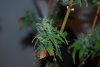 DSC_0047.jpg