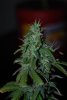 DSC_0021.jpg
