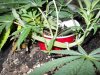 lst grow 490.jpg