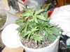 lst grow 486.jpg