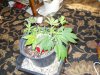 lst grow 478.jpg