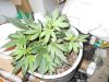 lst grow 489.jpg