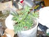 lst grow 482.jpg