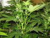 moms' last days    clones end four weeks 007.jpg