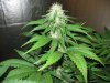 moms' last days    clones end four weeks 011.jpg