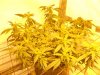 Day 68, Flowering Day 43, KK (2).jpg