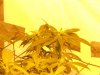 Day 68, Flowering Day 43, KK (3).jpg