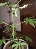 1st grow 008.jpg