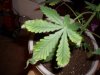 1st grow 007.jpg